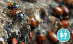 Ladybug Hotel Speed Dating