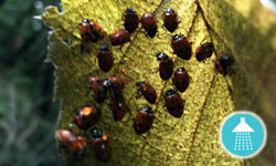 Ladybug Hotel Humidity