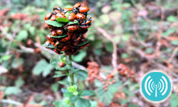 Ladybug Hotel Wi-Fly HotSpots