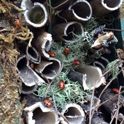 Ladybug Hotel Hospitality Suite