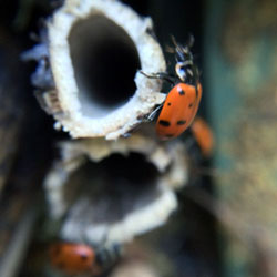 Ladybug Hotel Duplex