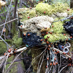 Ladybug Hotel Penthouse