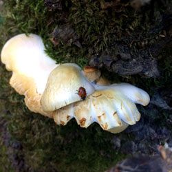 Ladybug Hotel Mushroom with a View